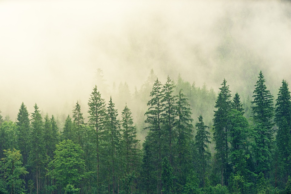 The Endangered Caledonian Forest in Scotland